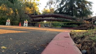Snap, Crack, Boom: Resident Describes Toppled Tree