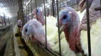 Undercover Video Shows "Pattern of Abuse" at Turkey Farm