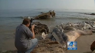 Whale Carcass Continues to Rot on Malibu Shore