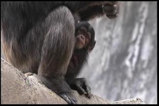 Infant Chimp Killed at LA Zoo