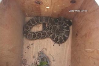 Rattlesnake Bites Landscaper in Chino Hills