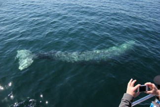 Dana Point Festival of Whales