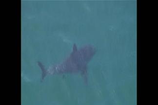 Shark Behavior Remains a Mystery, Expert Says