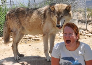The Wolves Behind the Twilight Stars