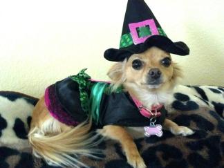 Your Pets' Halloween Costumes