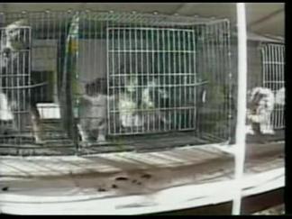 West Hollywood Takes Step Toward Banning Pet Sales