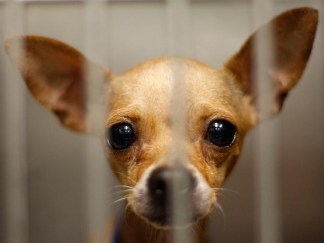 Won't Somebody Think of the Chihuahuas?