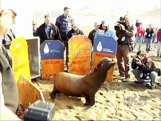 Abagnale the Sea Lion Returns to the Wild