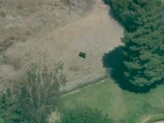 Dog Forces Bear Up Tree (RAW)