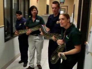 A Python in Perris?