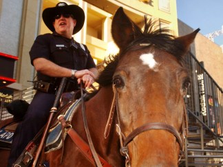 LAPD Horses