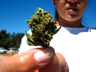 Meet the MET: Marijuana Eradication Team