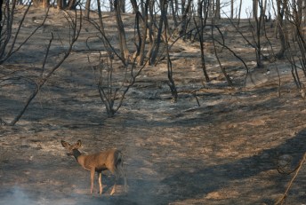 Cottonwood Fire Nearing Full Containment