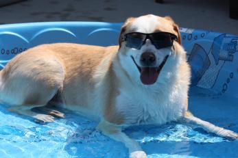 Stay Cool, Coachella Valley
