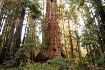 National Parks Honor Veterans