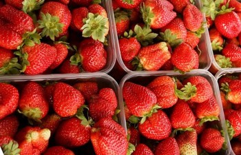 Santa Maria Valley Strawberry Festival