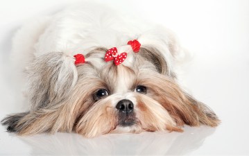Woof! Southern California Pet Expo