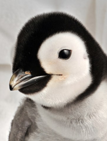 SeaWorld's (Very Cute) Babies