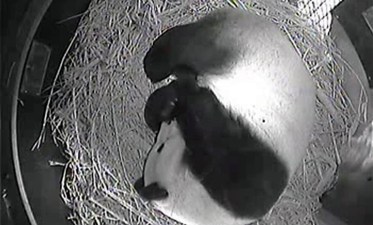 Panda Born at San Diego Zoo