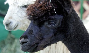 Alpacas, Music, and Earth Day