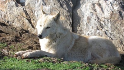California Wolf Center Photo Tours