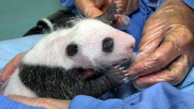 San Diego Zoo Panda Cub's First Exam
