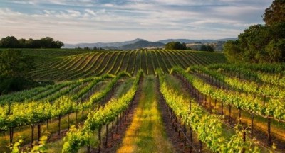 A Concierge for Northern Sonoma Wine Country