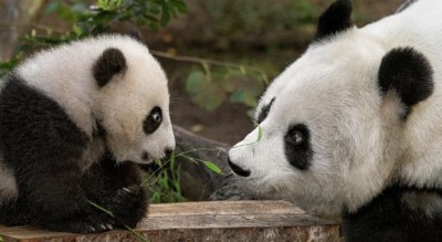 Snow in San Diego (at Least for the Pandas)