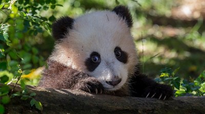 Adopt a Panda for Valentine's
