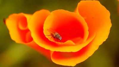 Kern County Wildflower Hotline