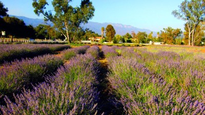 Ojai Valley Lavender Festival