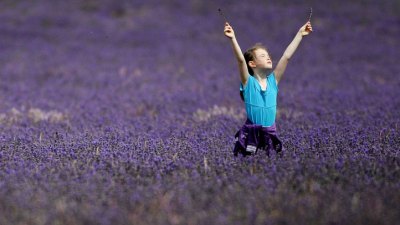 Lavender's the Star in Ojai