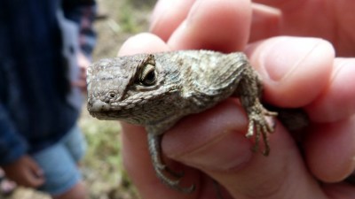 Lizard Scouting in Malibu Creek