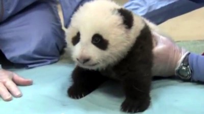 Panda Cub: Vote on Six Names