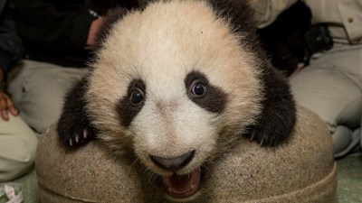 San Diego Zoo Panda Cub Set for Public Debut
