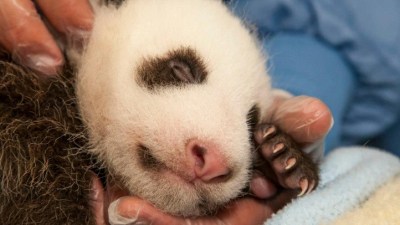 San Diego Panda Cub: It's a...