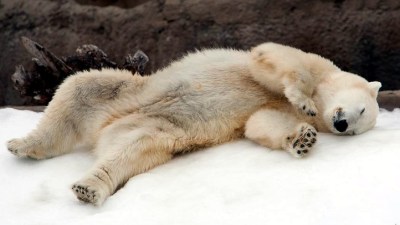 Polar Bears Frolic at San Diego Zoo