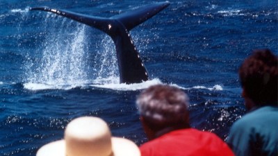 First Blue Whale of Season Spotted
