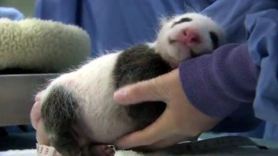 Zoo Superstar's Second Check-Up