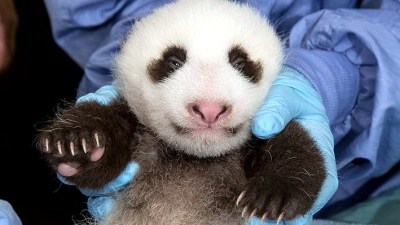 Naming the San Diego Panda