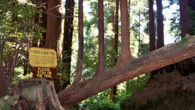 The Mysterious and Magnificent Candelabra Tree