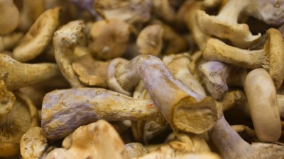 Mushroom Mania, Monterey-Style