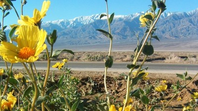 Signs of Death Valley's Springtime