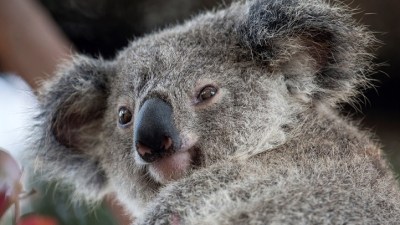 Koalafornia in California