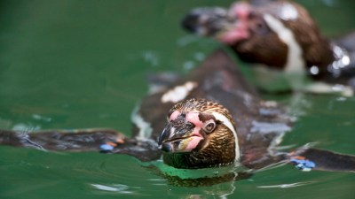 Celebrating the World's Famous Waddlers