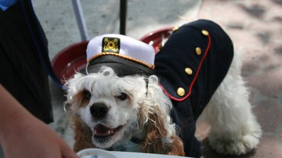 Dogs Head Out to Sea (with Their People)
