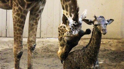 Coo Time: Santa Barbara's Wee Giraffe