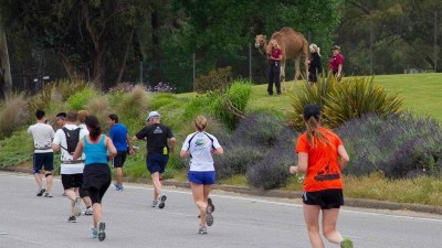 Jogging by Camels: Safari Park Half Marathon
