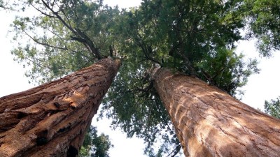 Sunny Sequoias, Warm Wuksachi