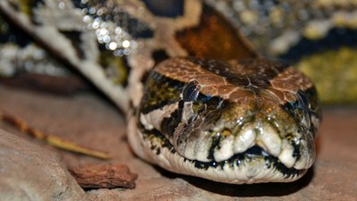 A Slithery Santa Barbara Outing